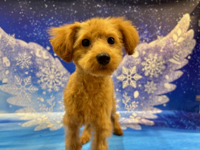 栃木県のトイプードル(トイ) (ペッツワン小山店/2025年10月30日生まれ/女の子/R)の子犬の1枚目の画像