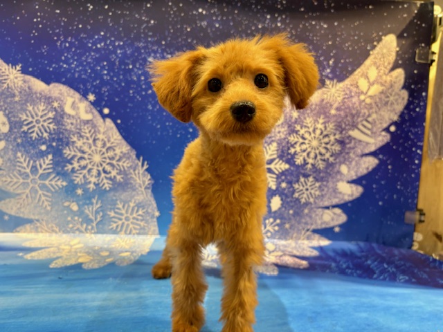 栃木県のトイプードル(トイ) (ペッツワン小山店/2025年10月30日生まれ/女の子/R)の子犬の2枚目の画像