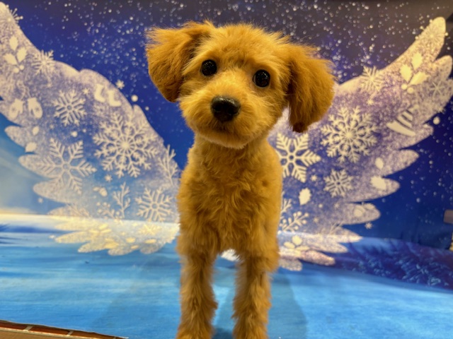 栃木県のトイプードル(トイ) (ペッツワン小山店/2025年10月30日生まれ/女の子/R)の子犬の3枚目の画像