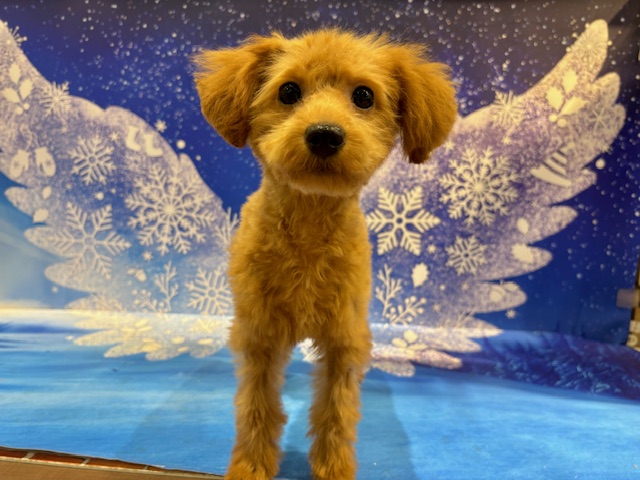 栃木県のトイプードル(トイ) (ペッツワン小山店/2025年10月30日生まれ/女の子/R)の子犬の4枚目の画像