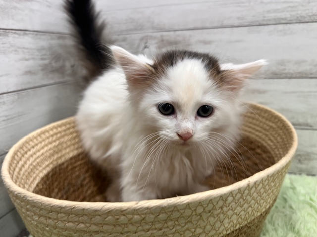 茨城県のサイベリアン (OneBuddyトモニーつくば店/2025年11月20日生まれ/男の子/ブラウンタビー&WHT)の子猫の1枚目の画像