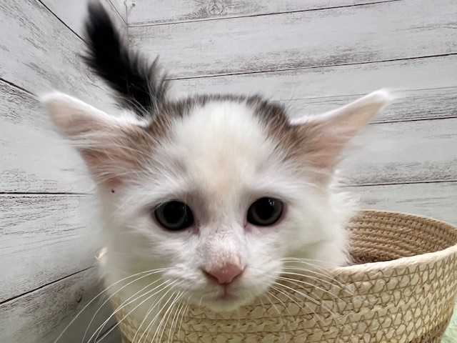 茨城県のサイベリアン (OneBuddyトモニーつくば店/2025年11月20日生まれ/男の子/ブラウンタビー&WHT)の子猫の2枚目の画像