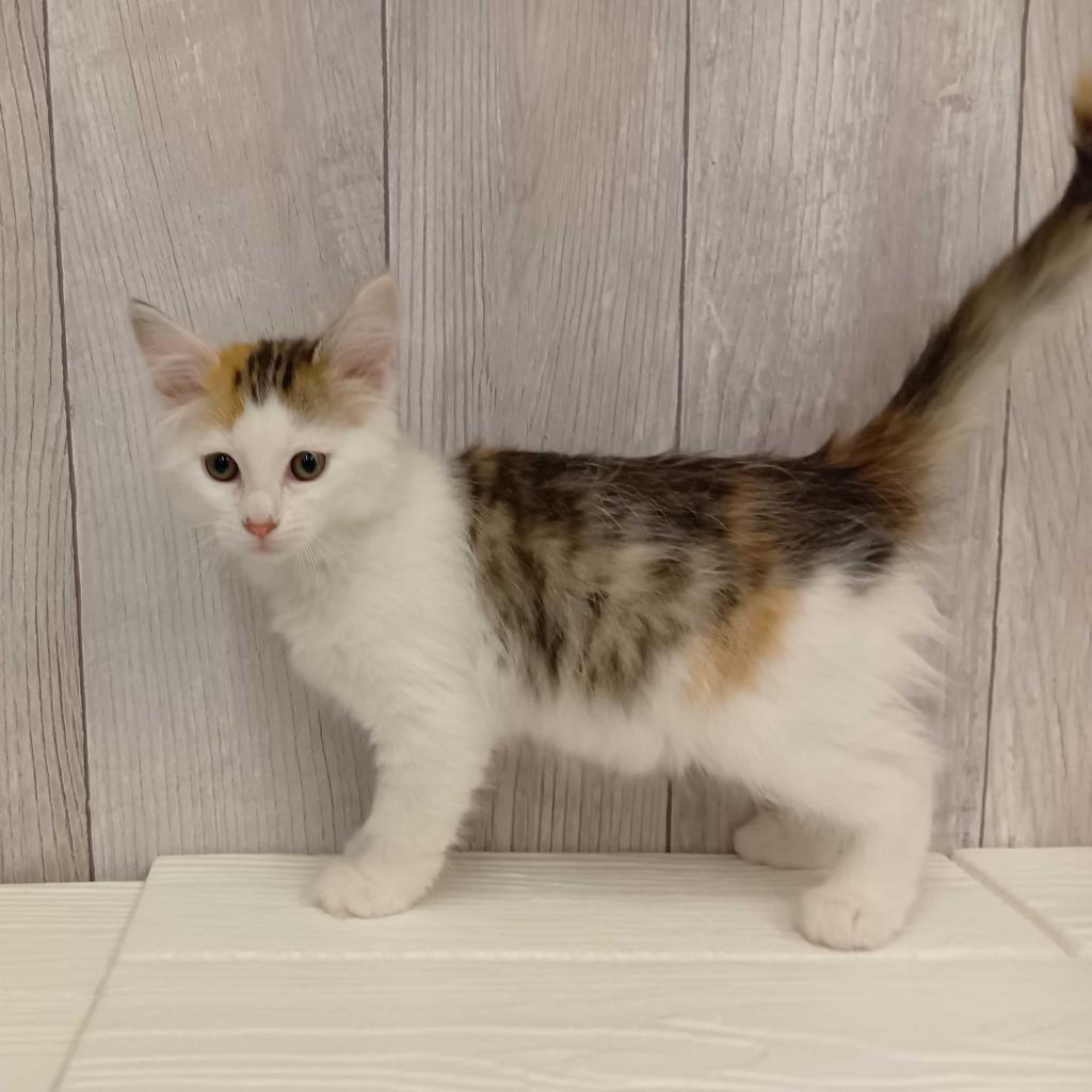 埼玉県のサイベリアン (ペットプラザ草加松原店/2025年11月20日生まれ/女の子/キャリコ)の子猫の2枚目の画像