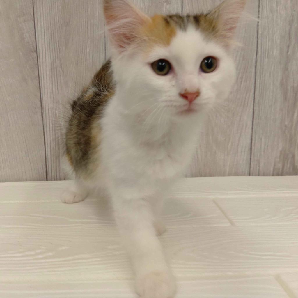 埼玉県のサイベリアン (ペットプラザ草加松原店/2025年11月20日生まれ/女の子/キャリコ)の子猫の3枚目の画像