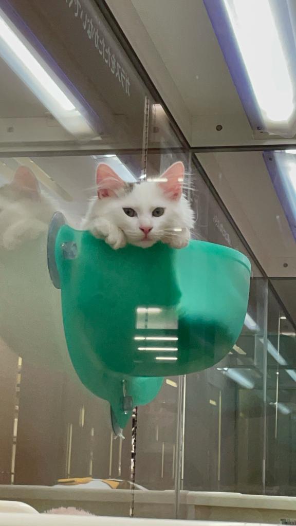 栃木県のサイベリアン (ペッツワン足利大月店/2025年11月20日生まれ/男の子/ブラックホワイト)の子猫の1枚目の画像