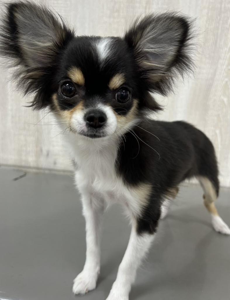 栃木県のチワワ(ロング) (OneBuddy宇都宮店/2025年11月19日生まれ/女の子/ブラックタンホワイト)の子犬の1枚目の画像