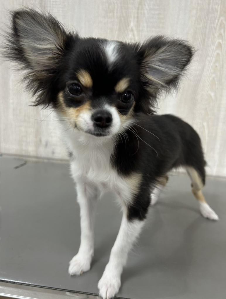 栃木県のチワワ(ロング) (OneBuddy宇都宮店/2025年11月19日生まれ/女の子/ブラックタンホワイト)の子犬の2枚目の画像