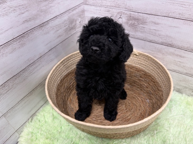 茨城県のトイプードル(トイ) (OneBuddyトモニーつくば店/2025年11月20日生まれ/男の子/ブラック)の子犬の2枚目の画像