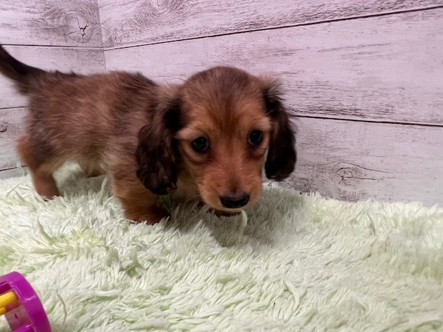 茨城県のミニチュアダックスフンド(ロング) (OneBuddyトモニーつくば店/2025年11月20日生まれ/女の子/シェーデットイエロー)の子犬の1枚目の画像