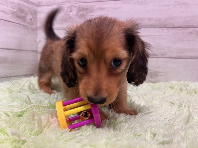 茨城県のミニチュアダックスフンド(ロング) (OneBuddyトモニーつくば店/2025年11月20日生まれ/女の子/シェーデットイエロー)の子犬の2枚目の画像