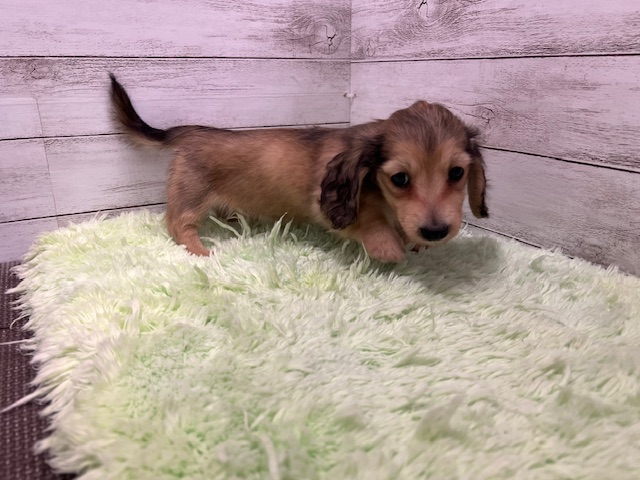 茨城県のミニチュアダックスフンド(ロング) (OneBuddyトモニーつくば店/2025年11月20日生まれ/男の子/シェーデットイエロー)の子犬の1枚目の画像