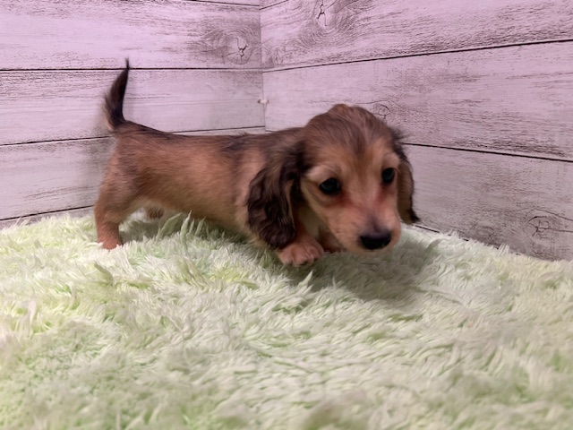 茨城県のミニチュアダックスフンド(ロング) (OneBuddyトモニーつくば店/2025年11月20日生まれ/男の子/シェーデットイエロー)の子犬の2枚目の画像