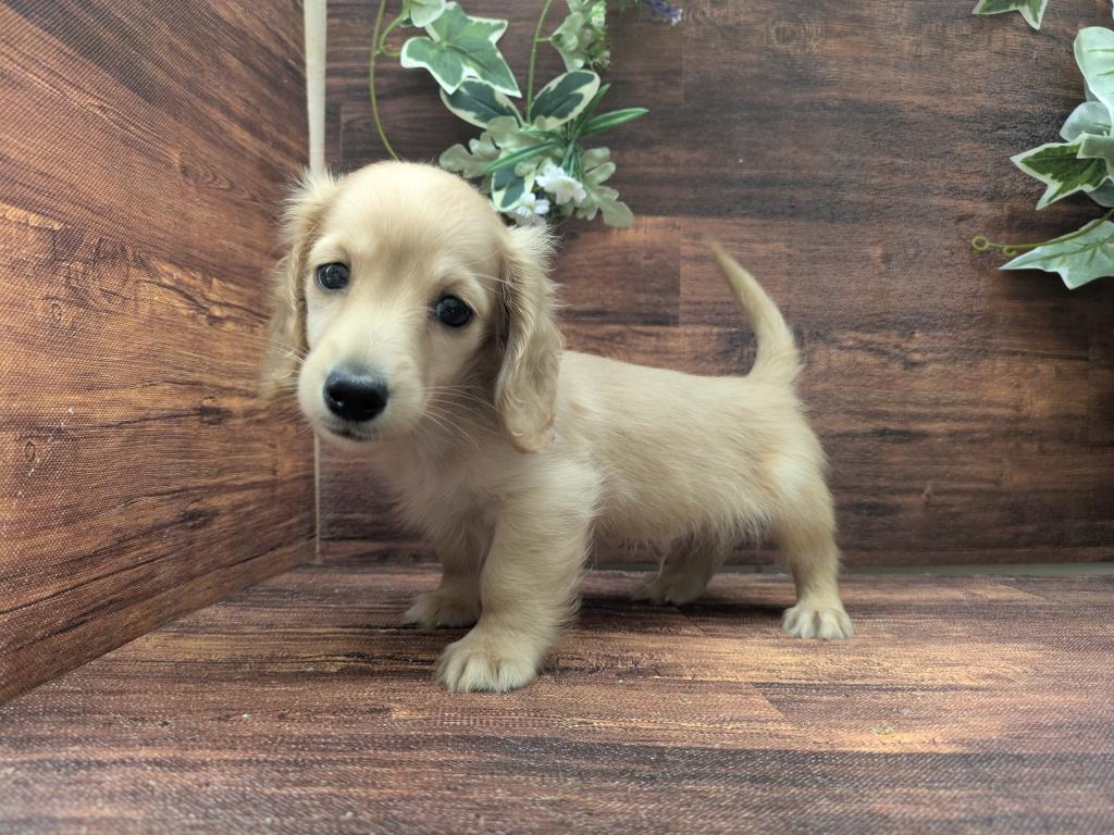 千葉県のカニンヘンダックスフンド(ロング) (ペッツワン市原店/2025年11月14日生まれ/男の子/イエロー)の子犬