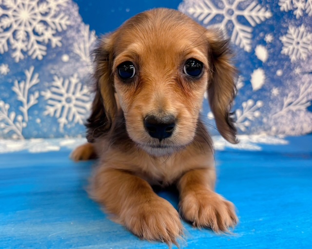 千葉県のカニンヘンダックスフンド(ロング) (ペッツワン木更津金田店/2025年11月14日生まれ/女の子/R)の子犬の1枚目の画像