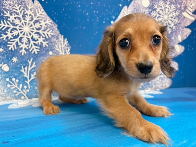 千葉県のカニンヘンダックスフンド(ロング) (ペッツワン木更津金田店/2025年11月14日生まれ/女の子/R)の子犬の2枚目の画像