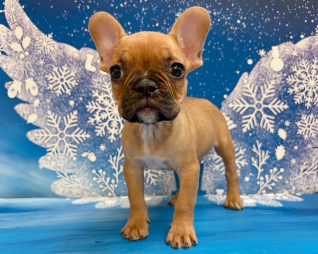 千葉県のフレンチブルドッグ (ペッツワン木更津金田店/2025年11月18日生まれ/男の子/F)の子犬の1枚目の画像