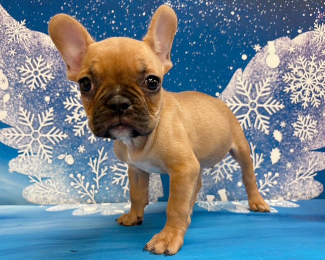 千葉県のフレンチブルドッグ (ペッツワン木更津金田店/2025年11月18日生まれ/男の子/F)の子犬の2枚目の画像