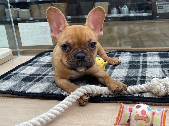 千葉県のフレンチブルドッグ (ペッツワン木更津金田店/2025年11月18日生まれ/男の子/F)の子犬の3枚目の画像