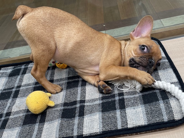 千葉県のフレンチブルドッグ (ペッツワン木更津金田店/2025年11月18日生まれ/男の子/F)の子犬の4枚目の画像