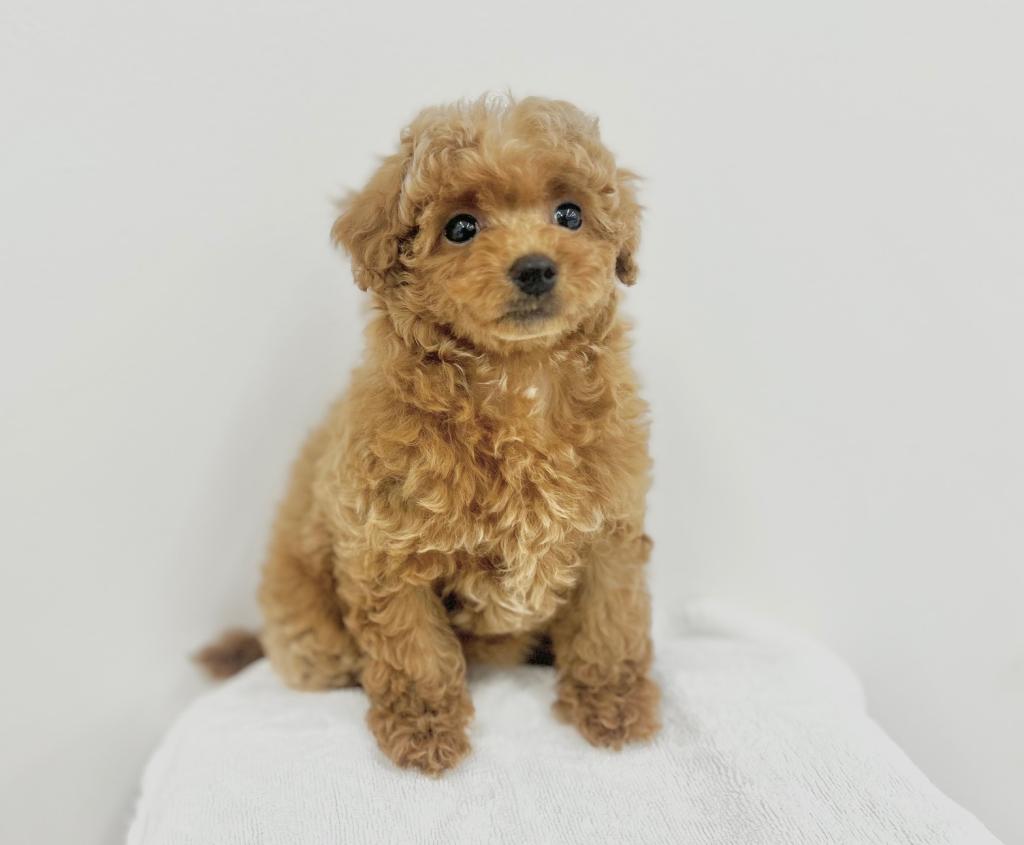 茨城県のトイプードル(トイ) (犬の牧場/2025年10月28日生まれ/女の子/AP)の子犬