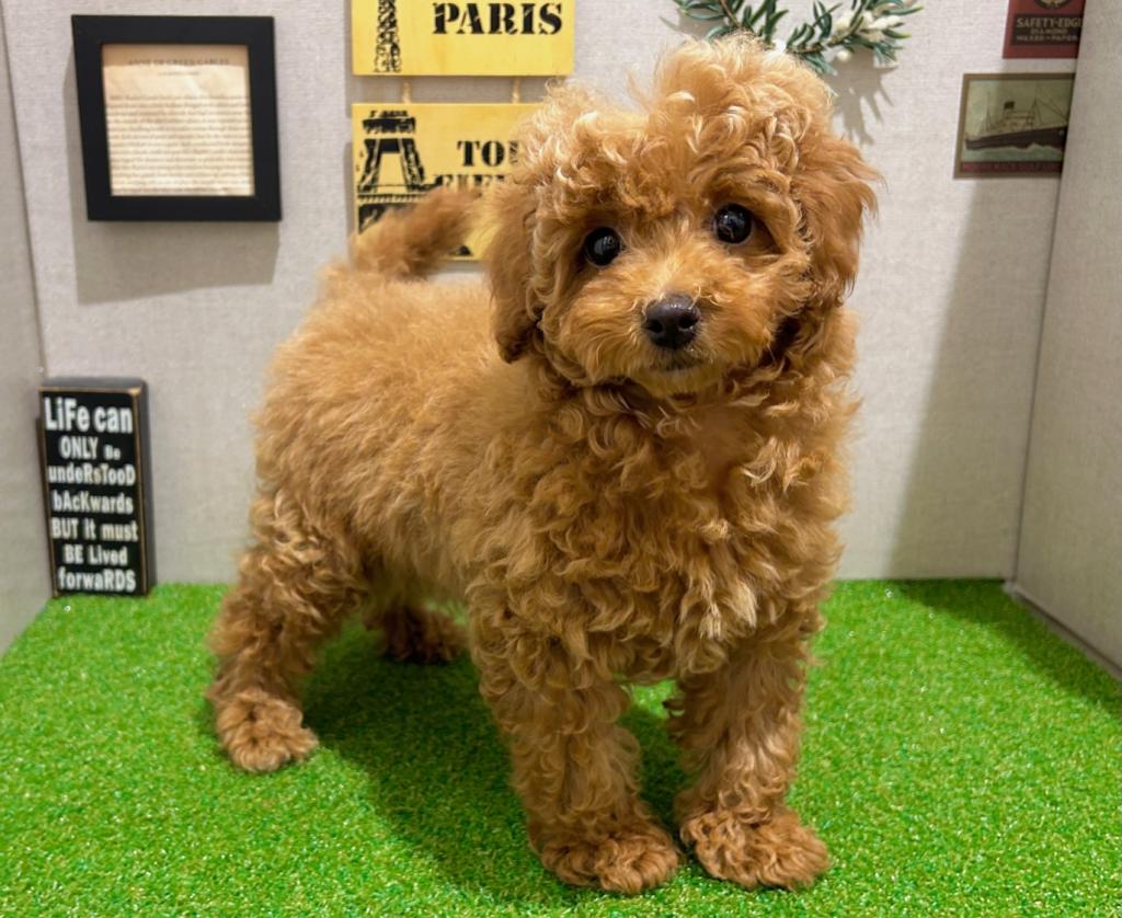 茨城県のトイプードル(トイ) (ペッツワン水戸店/2025年10月28日生まれ/女の子/AP)の子犬の2枚目の画像