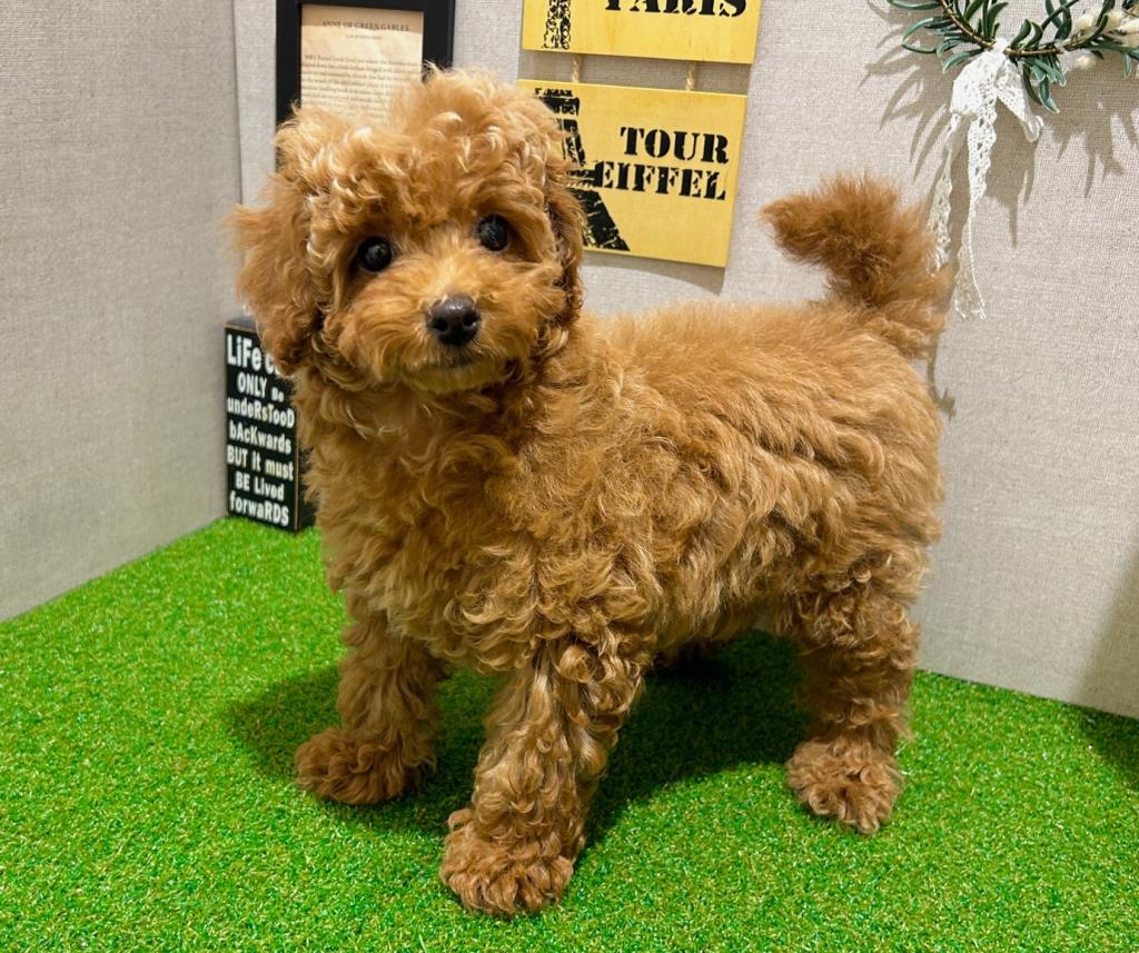 茨城県のトイプードル(トイ) (ペッツワン水戸店/2025年10月28日生まれ/女の子/AP)の子犬の3枚目の画像