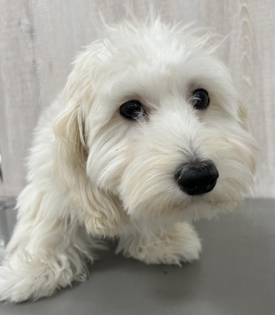 栃木県のハーフ犬・ミックス犬 (OneBuddy宇都宮店/2025年10月30日生まれ/男の子/クリーム)の子犬の1枚目の画像