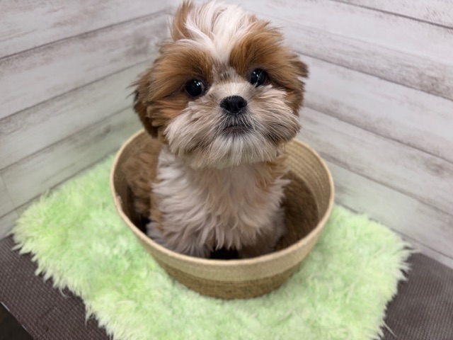 茨城県のシーズー (OneBuddyトモニーつくば店/2025年9月25日生まれ/男の子/G/W)の子犬