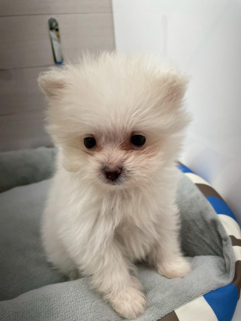 埼玉県のハーフ犬・ミックス犬 (ペットプラザ草加松原店/2025年9月25日生まれ/女の子/ホワイト)の子犬