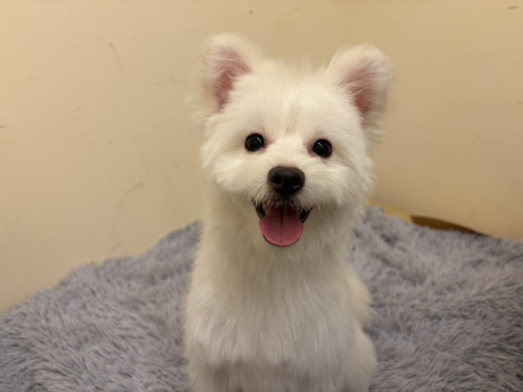 埼玉県のハーフ犬・ミックス犬 (ペットプラザ越谷大里店/2025年9月25日生まれ/女の子/ホワイト)の子犬の2枚目の画像