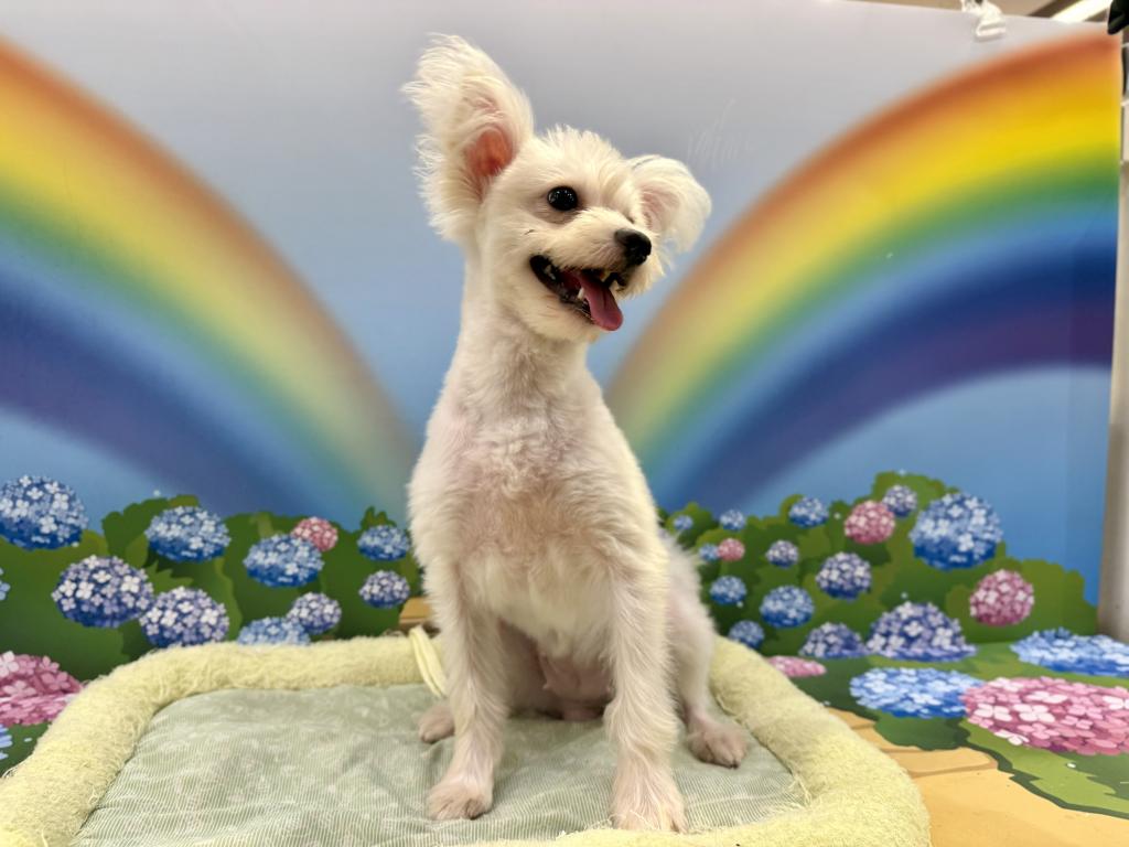 栃木県のハーフ犬・ミックス犬 (ペッツワン宇都宮平出店/2025年9月25日生まれ/女の子/ホワイト)の子犬の3枚目の画像