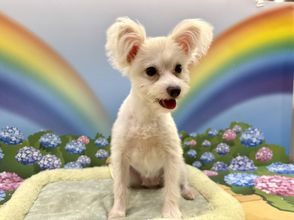 栃木県のハーフ犬・ミックス犬 (ペッツワン宇都宮平出店/2025年9月25日生まれ/女の子/ホワイト)の子犬の2枚目の画像