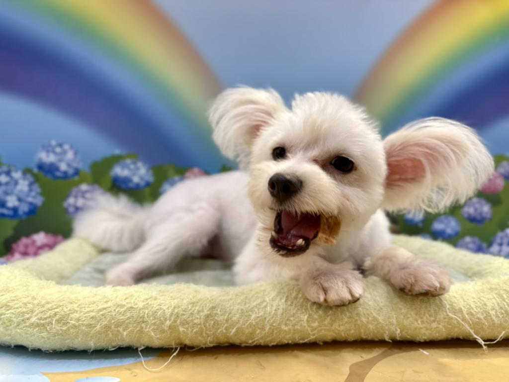栃木県のハーフ犬・ミックス犬 (ペッツワン宇都宮平出店/2025年9月25日生まれ/女の子/ホワイト)の子犬の1枚目の画像
