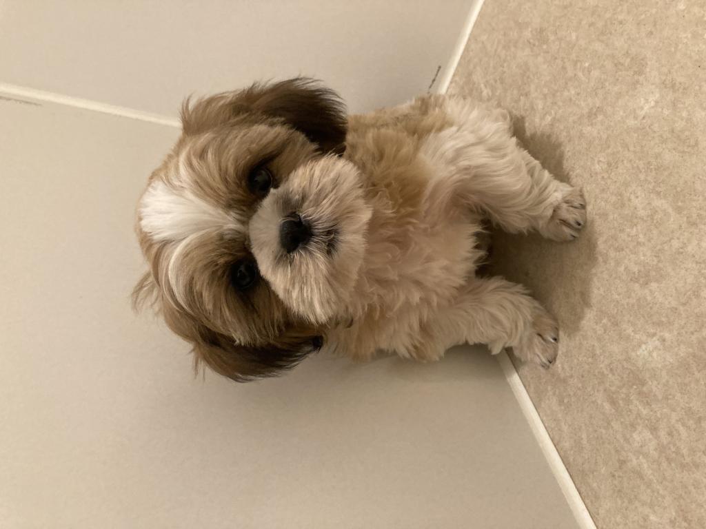 埼玉県のシーズー (ペットプラザ草加松原店/2025年9月25日生まれ/男の子/G/W)の子犬