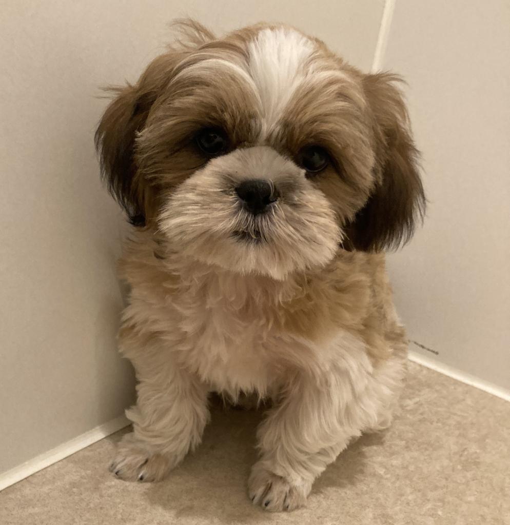 埼玉県のシーズー (ペットプラザ草加松原店/2025年9月25日生まれ/男の子/G/W)の子犬