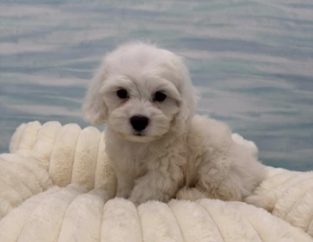 茨城県のハーフ犬・ミックス犬 (OneBuddy水戸南店/2026年8月16日生まれ/男の子/ホワイト)の子犬