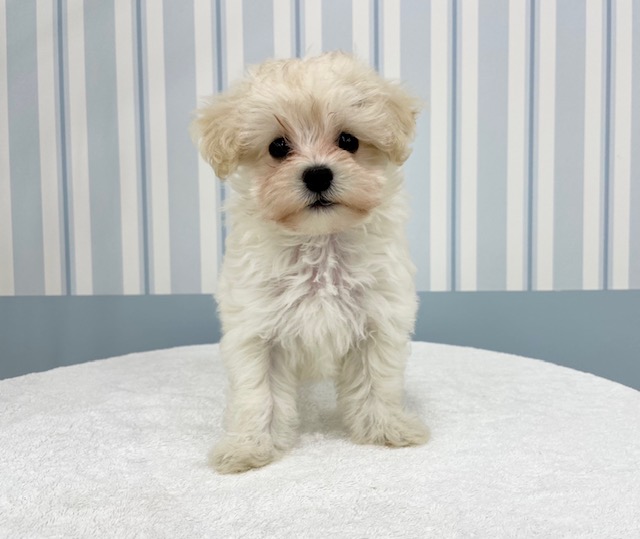 茨城県のマルチーズ (犬の牧場/2026年8月6日生まれ/女の子/ホワイト)の子犬