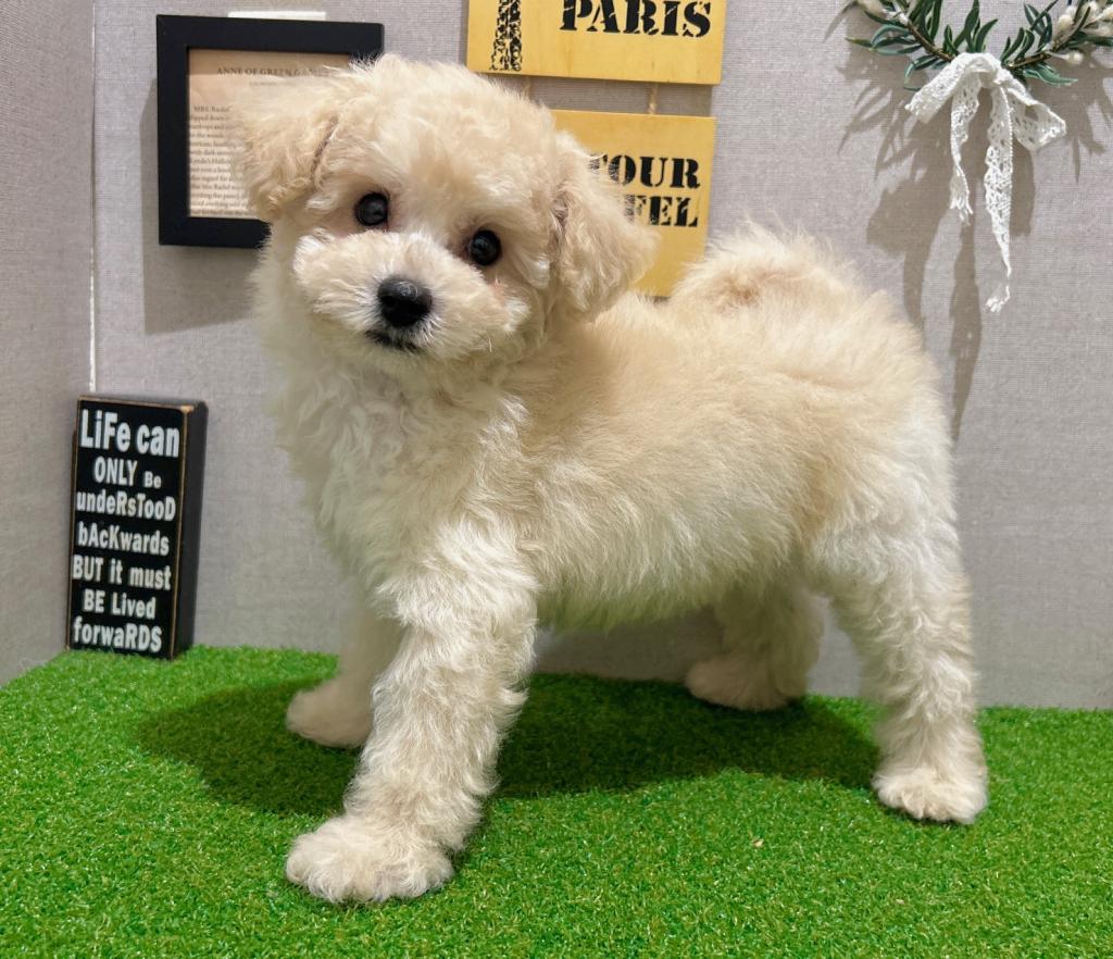 茨城県のトイプードル(トイ) (ペッツワン水戸店/2026年8月11日生まれ/男の子/クリーム)の子犬の1枚目の画像