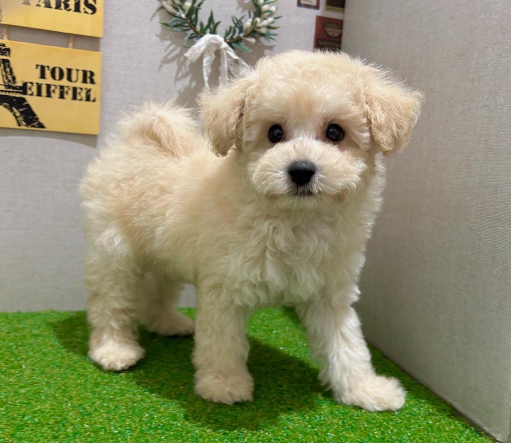茨城県のトイプードル(トイ) (ペッツワン水戸店/2026年8月11日生まれ/男の子/クリーム)の子犬の2枚目の画像