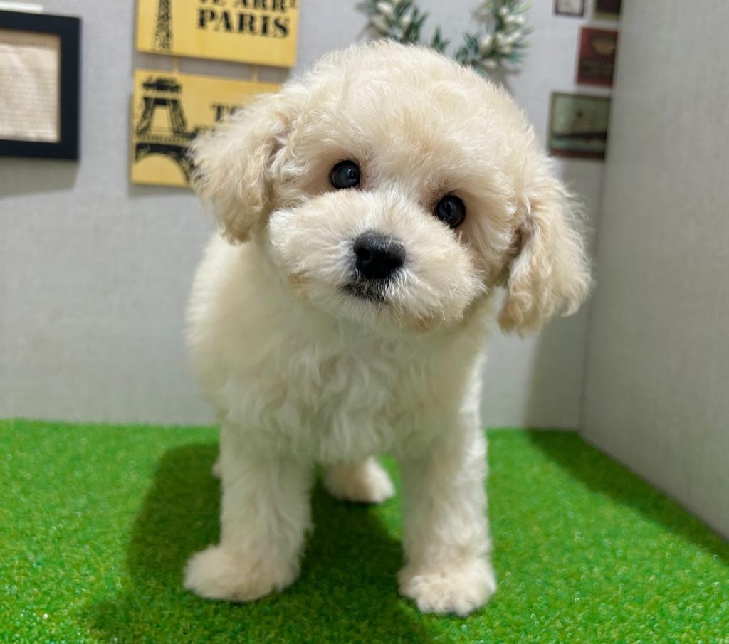 茨城県のトイプードル(トイ) (ペッツワン水戸店/2026年8月11日生まれ/男の子/クリーム)の子犬の3枚目の画像