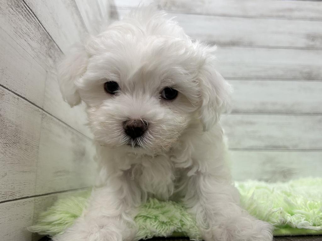 茨城県のハーフ犬・ミックス犬 (OneBuddyトモニーつくば店/2026年3月19日生まれ/男の子/ホワイト)の子犬の1枚目の画像