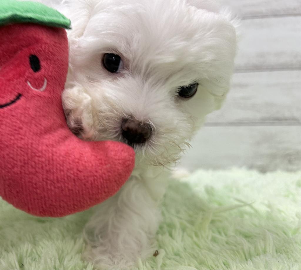 茨城県のハーフ犬・ミックス犬 (OneBuddyトモニーつくば店/2026年3月19日生まれ/男の子/ホワイト)の子犬の2枚目の画像