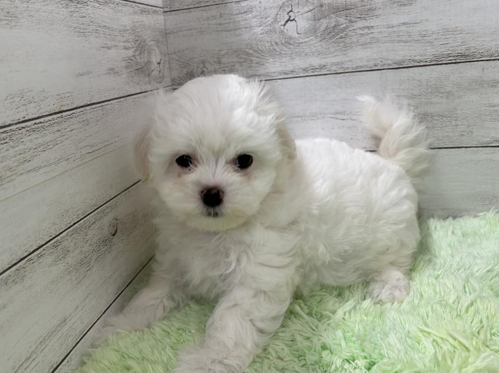 茨城県のハーフ犬・ミックス犬 (OneBuddyトモニーつくば店/2026年3月19日生まれ/女の子/ホワイト)の子犬の1枚目の画像