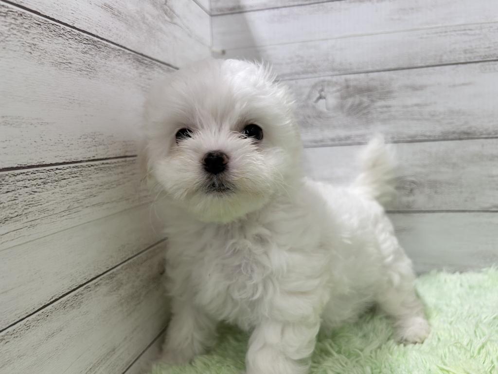 茨城県のハーフ犬・ミックス犬 (OneBuddyトモニーつくば店/2026年3月19日生まれ/女の子/ホワイト)の子犬の2枚目の画像