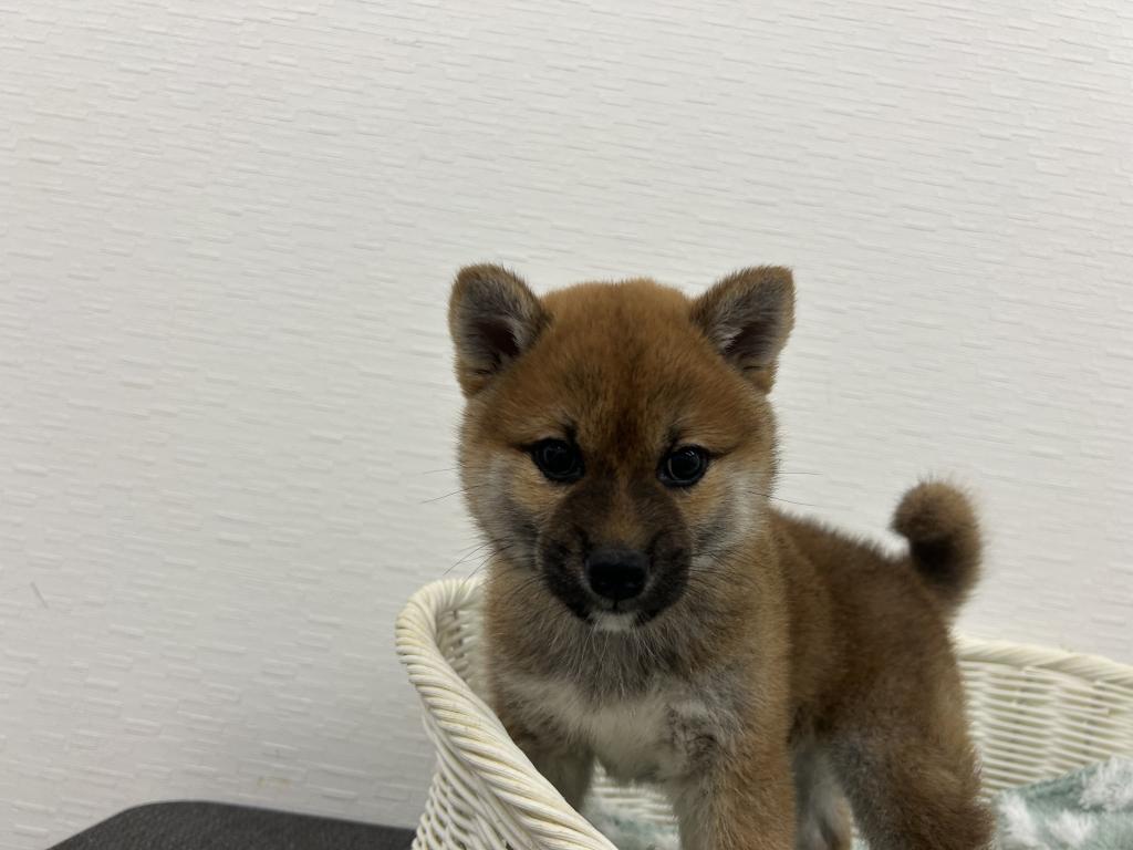 埼玉県の柴犬(標準サイズ) (OneBuddy宮代店/2026年3月13日生まれ/女の子/赤)の子犬