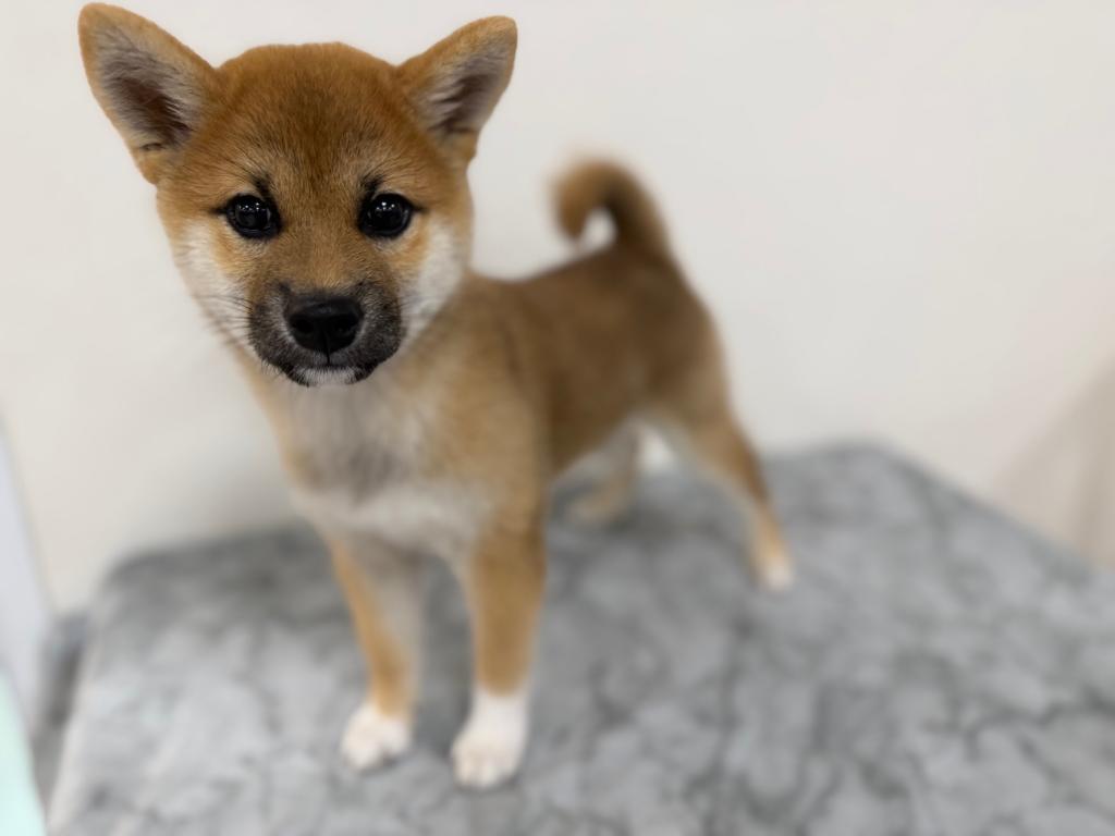 茨城県の柴犬(標準サイズ) (OneBuddy古河店/2026年3月13日生まれ/女の子/赤)の子犬の1枚目の画像