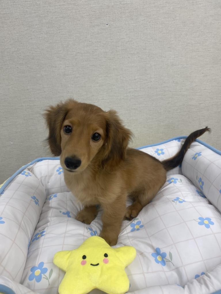 茨城県のミニチュアダックスフンド(ロング) (ペットアミ鹿嶋店/2026年4月15日生まれ/男の子/レッド)の子犬の4枚目の画像