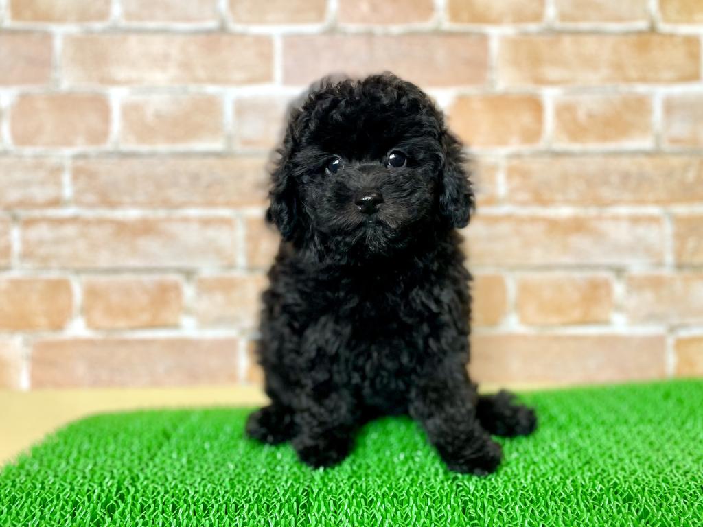 茨城県のトイプードル(トイ) (OneBuddyトモニー水戸店/2026年4月2日生まれ/女の子/BK)の子犬の1枚目の画像