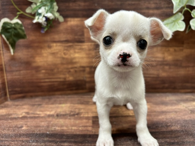 千葉県のチワワ(スムース) (ペッツワン富津店/2026年4月23日生まれ/女の子/ホワイトクリーム)の子犬の2枚目の画像