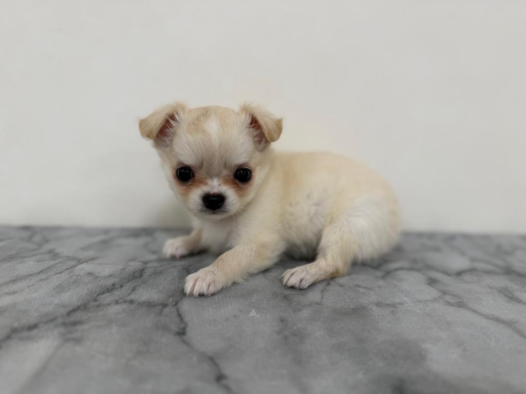 茨城県のチワワ(ロング) (OneBuddy古河店/2026年4月20日生まれ/男の子/クリーム)の子犬